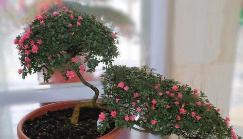 盆栽植物如何养护才能茂盛生长？