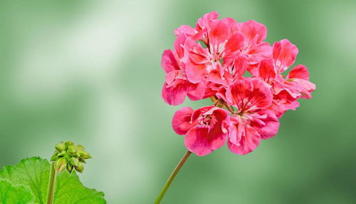 因地制宜， 选择适花