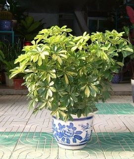 鹅掌花的繁殖与栽培秘籍：简单易行