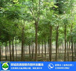 银杏树赔偿标准：价格区间大揭秘