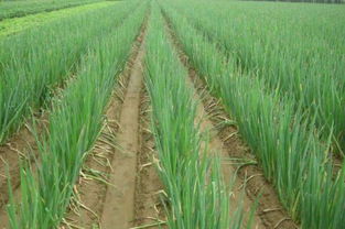 大葱使用百菌清的目的