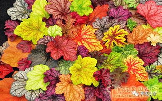 矾根：室外调色板， 室内也嫩美翻天