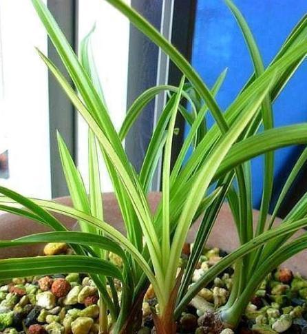 兰花夏天出新芽怎么养？新芽生长需要哪些特别照顾