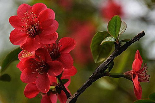 紫藤花的风水作用