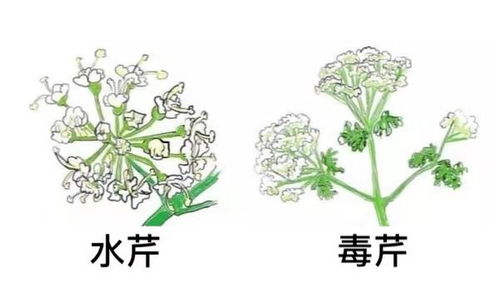 水芹与毒芹如何区分？牢记这些关键特征