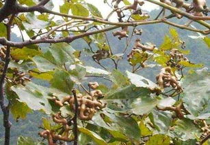 阳性树种与耐阴树种