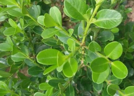 南方黄杨开花后来啊之谜