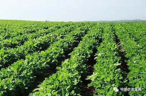 花生308，这名字听起来就让人精神一振啊！