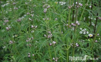益母草种子最佳种植时间是什么季节最适宜
