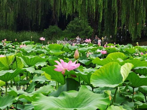 池塘中的两朵花