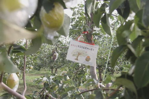 摇钱树种植秘诀，如何培育财富之树