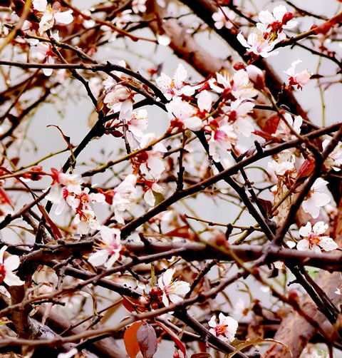寻找紫叶李盛开之地， 一场园林探秘之旅