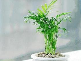 书桌上的绿植，孩子的学习小助手？