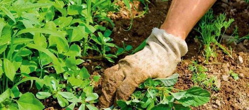 杀菌植物叶子发黄怎么办？