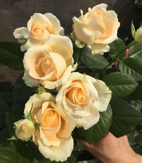 缺素：月季的“营养餐”