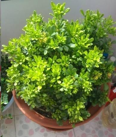 艳丽花朵，四季盛开