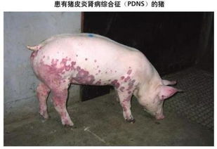 同样皮肤发紫高烧，猪瘟和猪丹毒如何区分，别误诊？