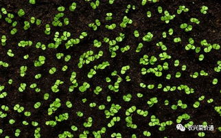 浸种的方法有几种？