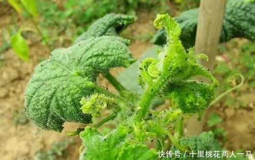 青瓜病虫害大揭秘