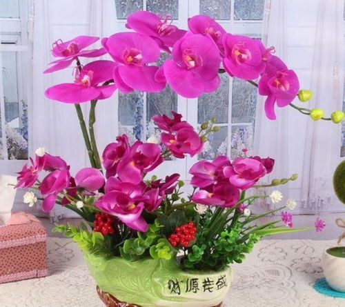 北京花友实测：复花率提高， 花量增加