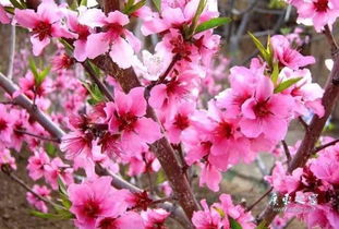 四、桃花种植后怎么管理呢？