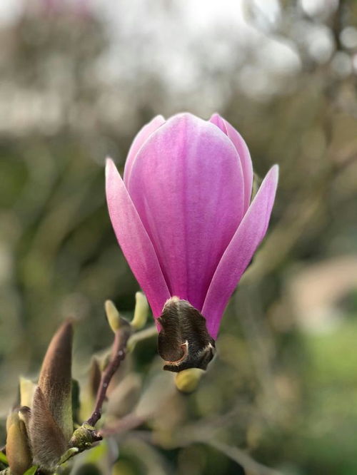 玉兰品种的多样性