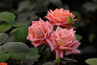 月季花， 花中皇后美得让人陶醉