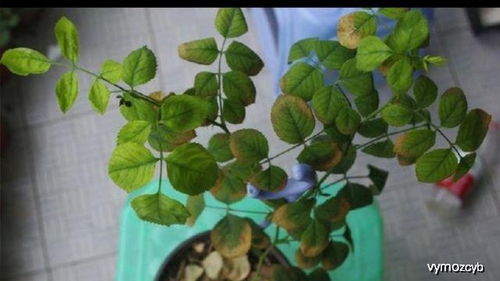 幽门螺旋杆菌的严重后果，警惕健康问题