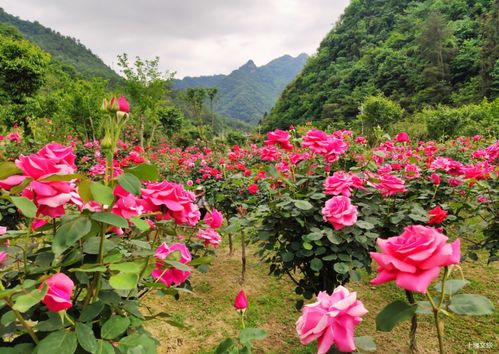 梅花谷的浪漫气息