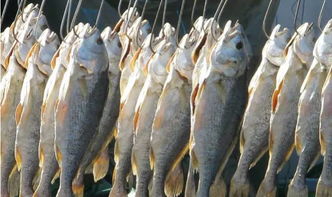 海水鱼每天喂多少粒饲料最科学？养殖户亲测省30%饲料费避坑法是啥？