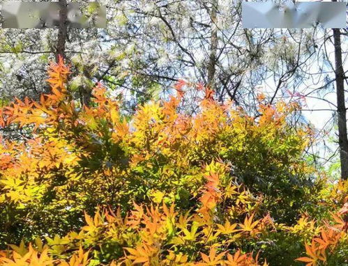 薰衣草：紫色梦幻