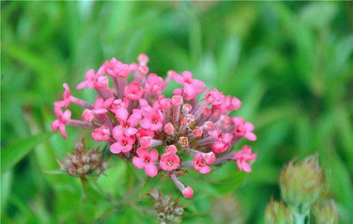 探寻那些不愿晒太阳的绿色精灵