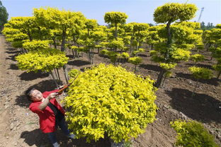 种植和养护，注意事项多