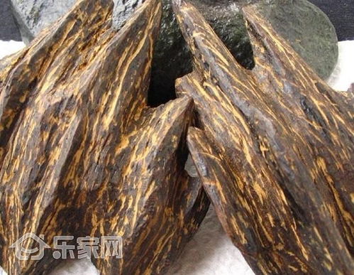奇楠沉香树价值连城？其珍贵之处究竟在何处