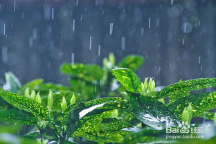 雨水与植物生长的关系