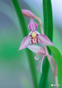 兰花养护小知识：浇水篇