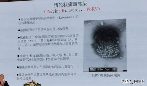 猪病毒性腹泻防控技术详解有哪些？