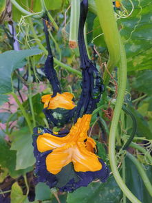 创意园艺：南瓜果酱的DIY制作与养护技巧