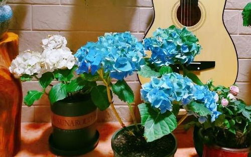 盆栽花卉店：功与否取决于产品质量和品种选择