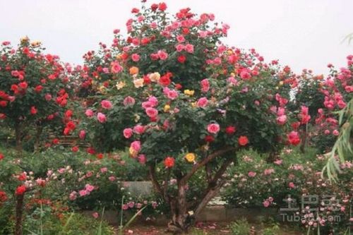 棒棒糖月季品种大揭秘，你想要的dou在这里！