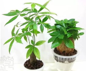 发财树截枝后，先消毒伤口