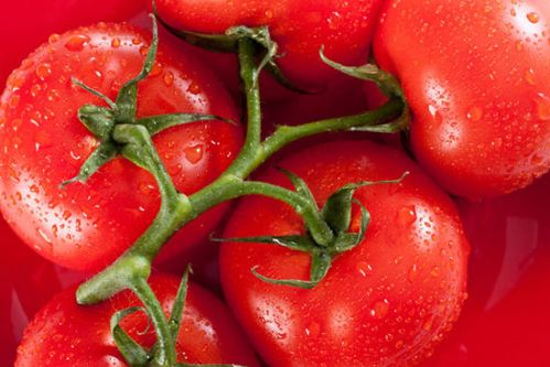 番茄遭受除草剂药害后的应对措施