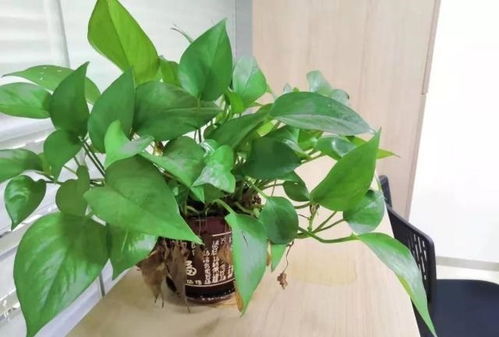 绿萝气根如何判断死活？