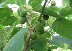 播种构树种子的选择和时机