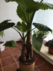 揭秘姜荷花谢败处理法：花蕾枯萎的真相大解密！