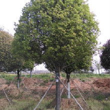 一、 桂花树苗盆栽品种多到数不清