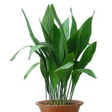 探寻静谧的绿意：大叶宽叶植物的多样世界