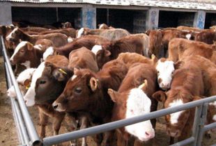 肉牛育肥期管理：关注饲料、环境与健康管理