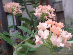 代森锰锌夏天使用对芍药花苗安全吗？夏天可以把芍药花苗全部剪掉吗？