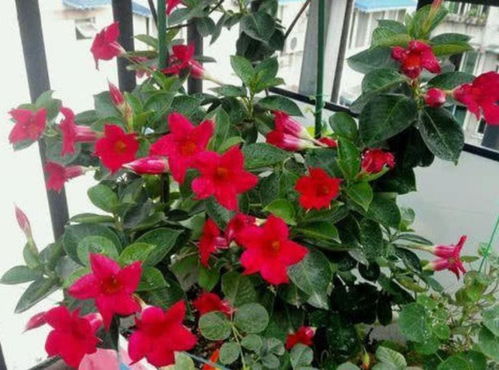 金鱼藤， 花如金鱼，耐阴又美丽